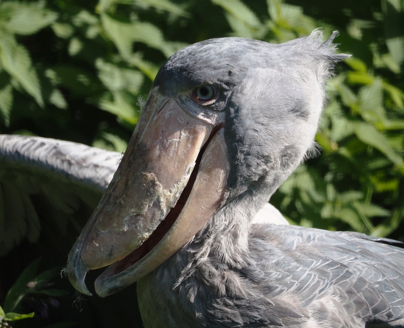 Shoebill (Balaeniceps rex), 2024-09-17