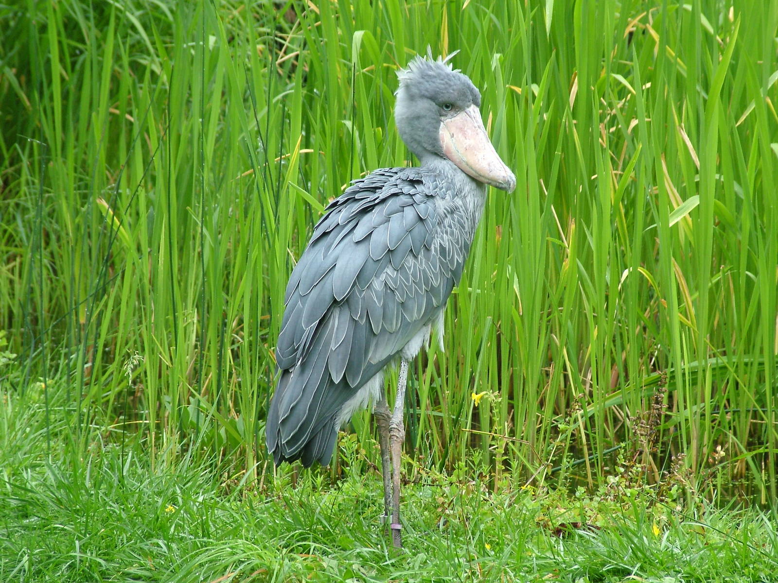 Shoebill (Balaeniceps rex) at Walsrode 2007