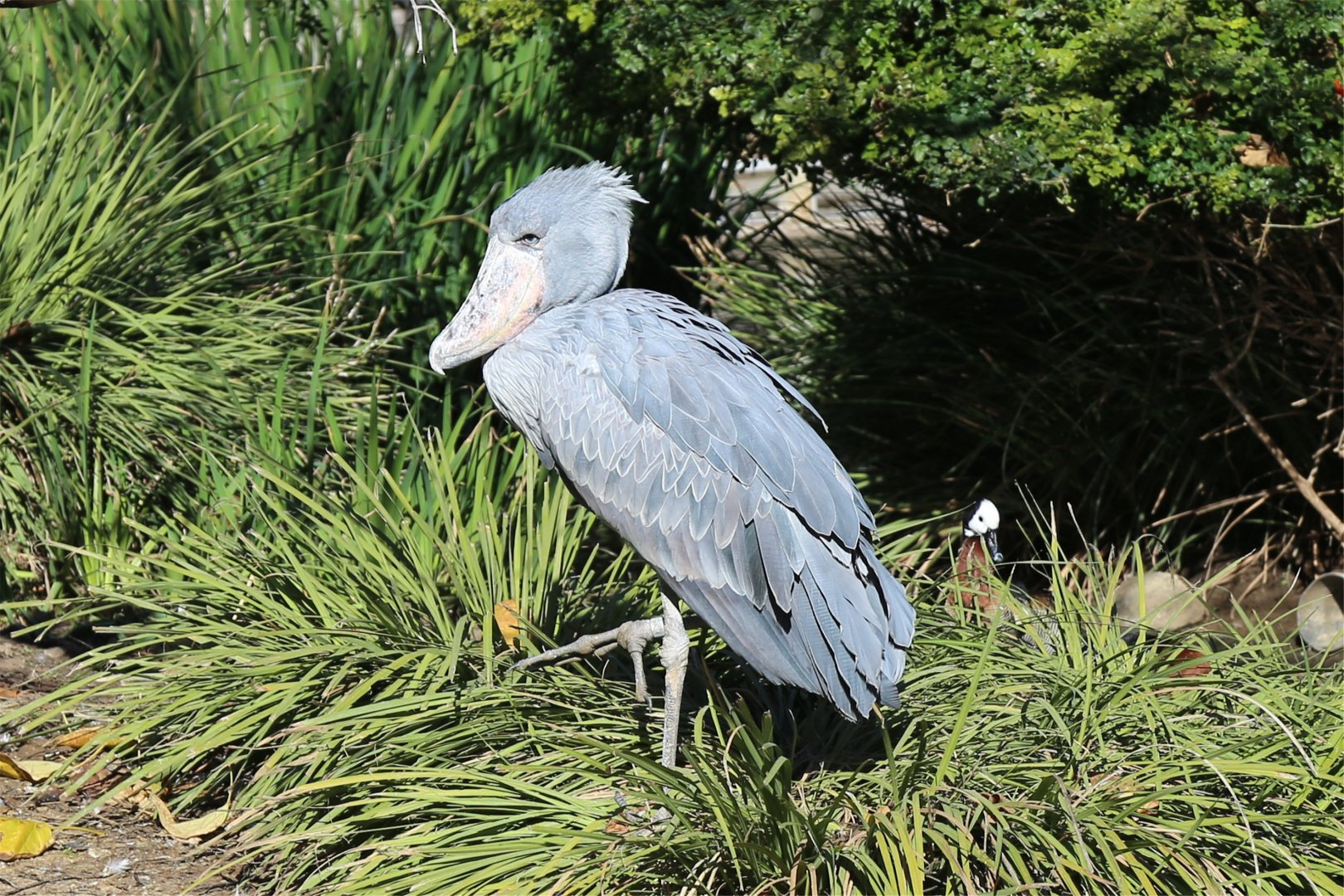 Shoebill (Balaeniceps rex), December 2015