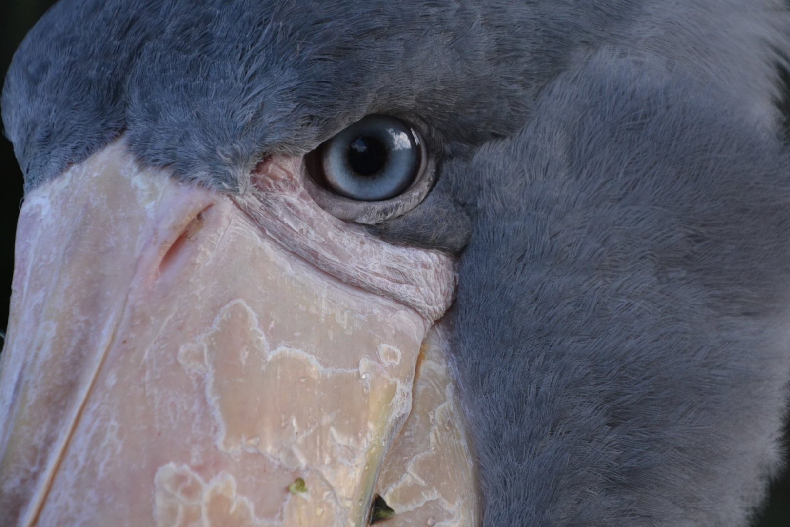Shoebill (Balaeniceps rex) eye