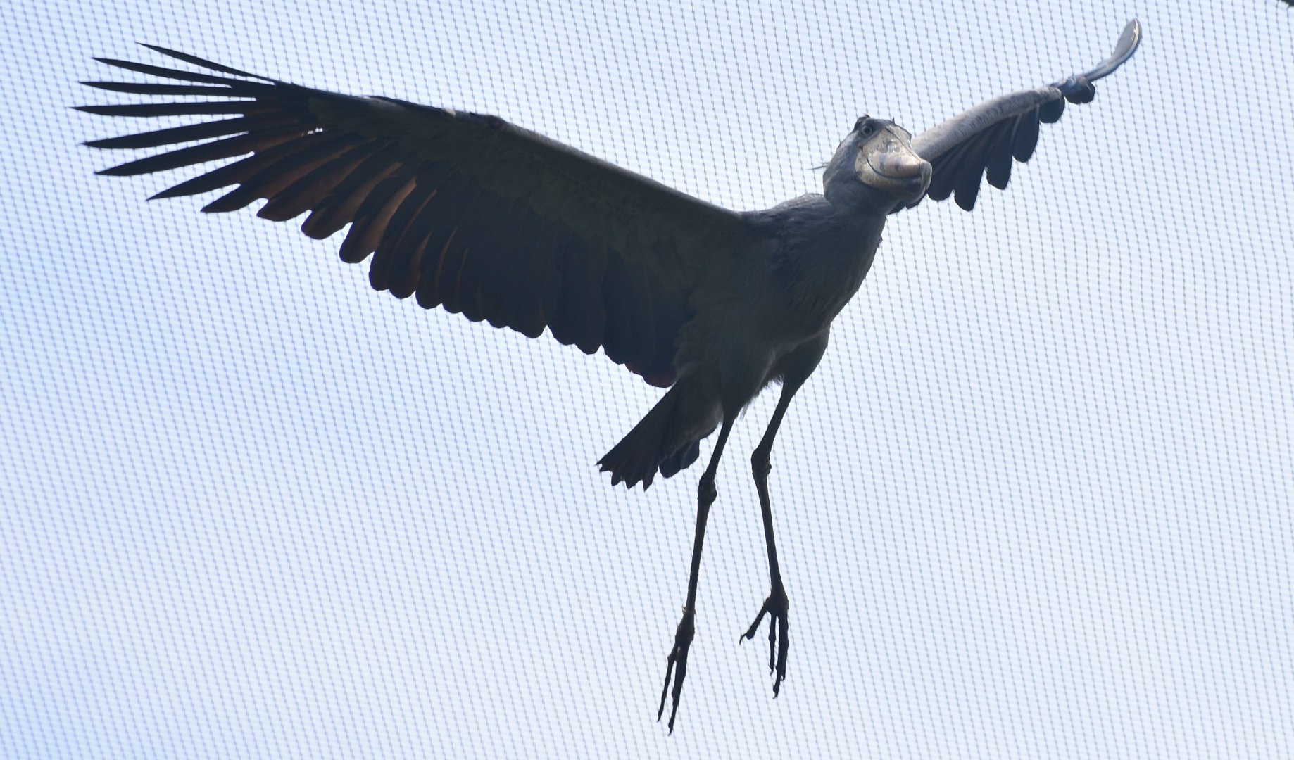 Shoebill (Balaeniceps rex) in flight