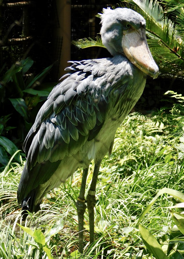 Shoebill (Balaeniceps rex) June 29, 2025