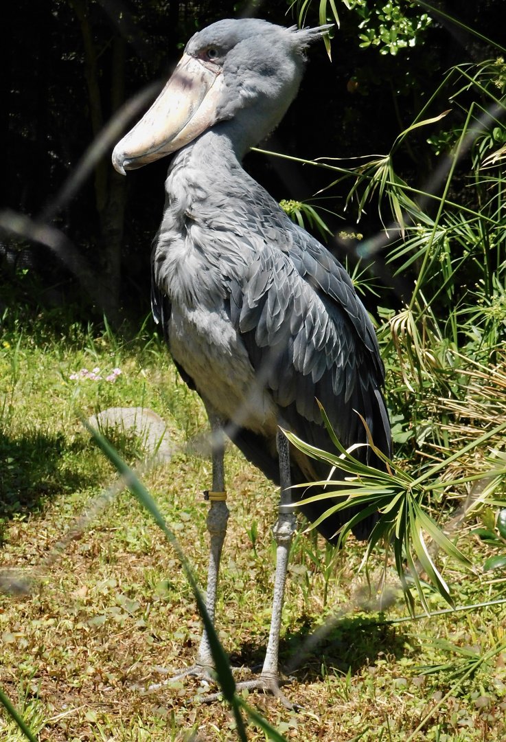 Shoebill (Balaeniceps rex) May 3, 2025