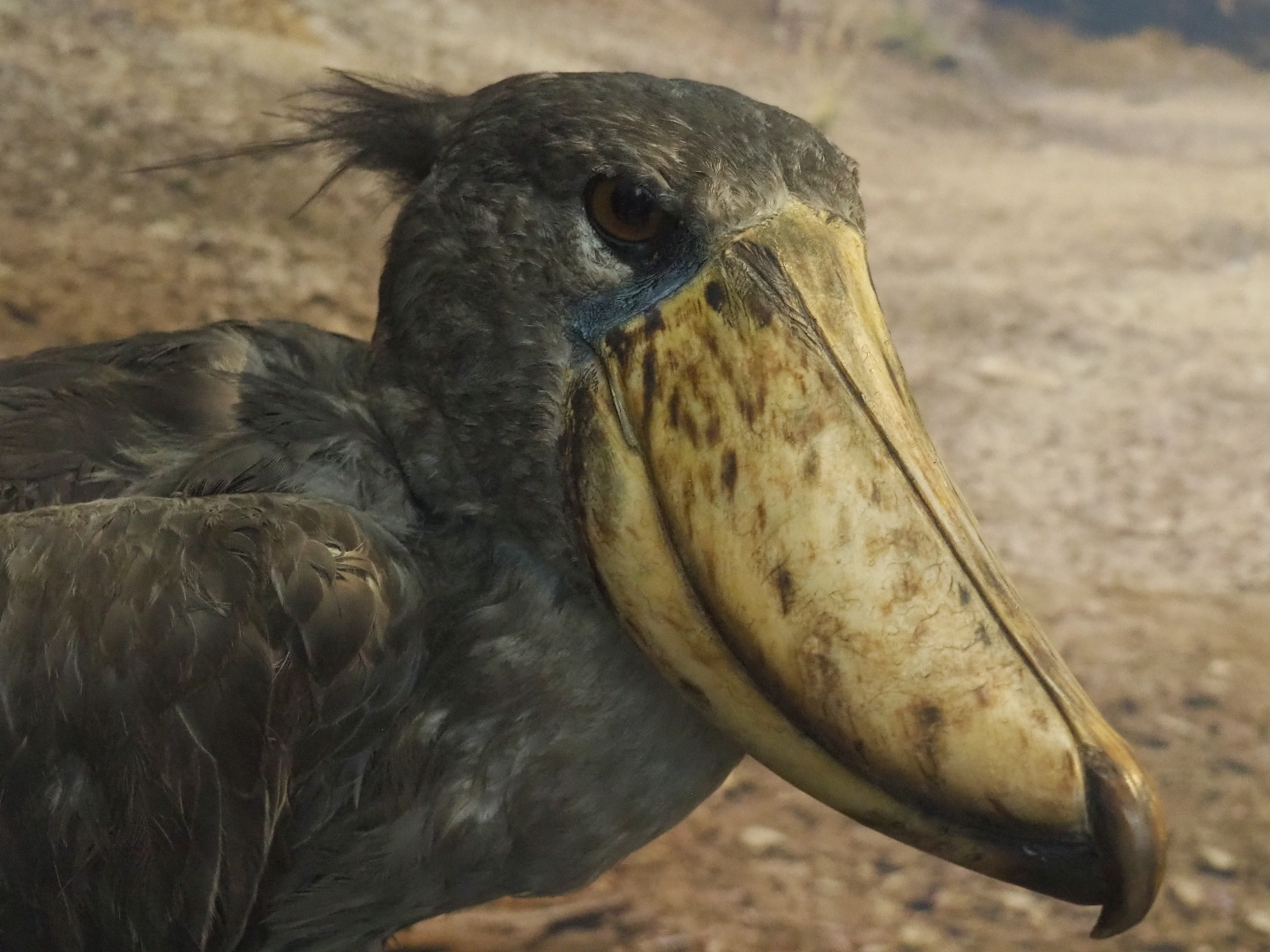 Shoebill (Balaeniceps rex) specimen, 2021-10-20