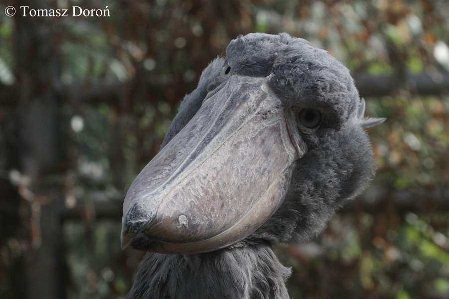 Shoebill (Balaeniceps rex).