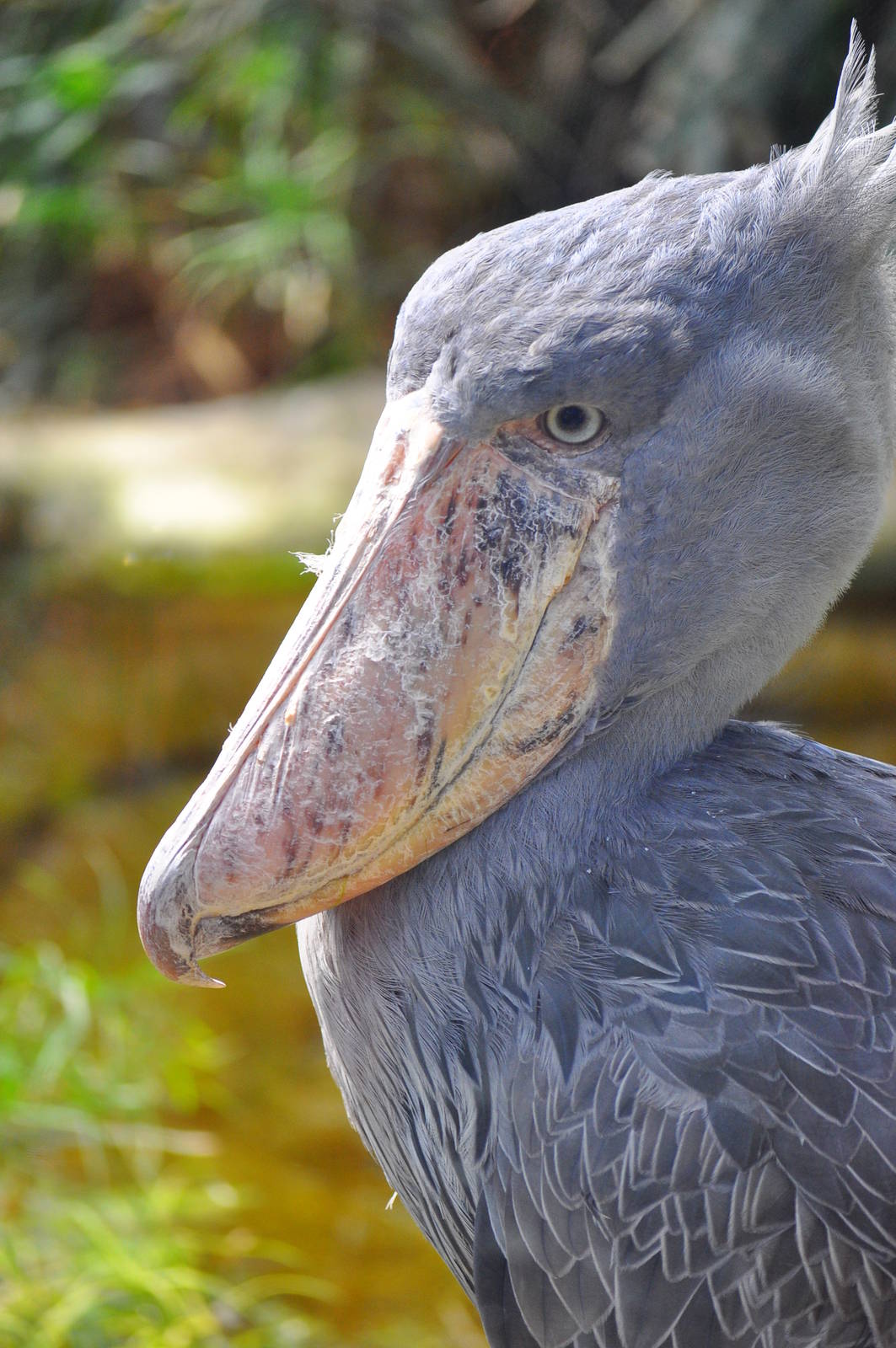 Shoebill (Balaeniceps rex)