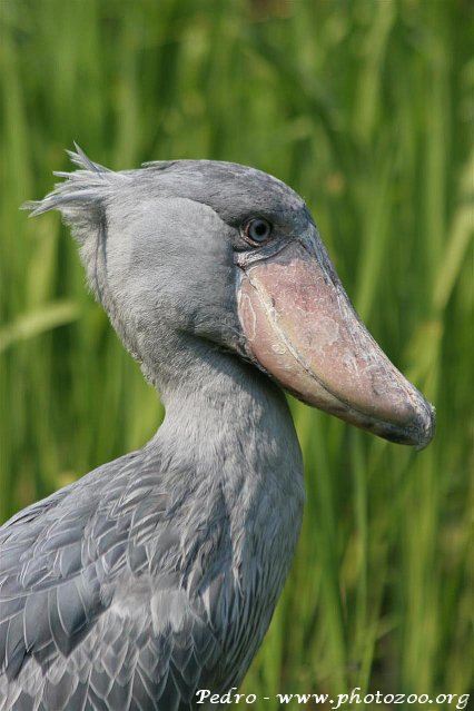 Shoebill (Balaeniceps rex)