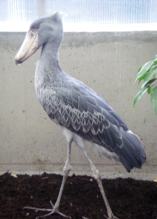 Shoebill (Balaeniceps rex)