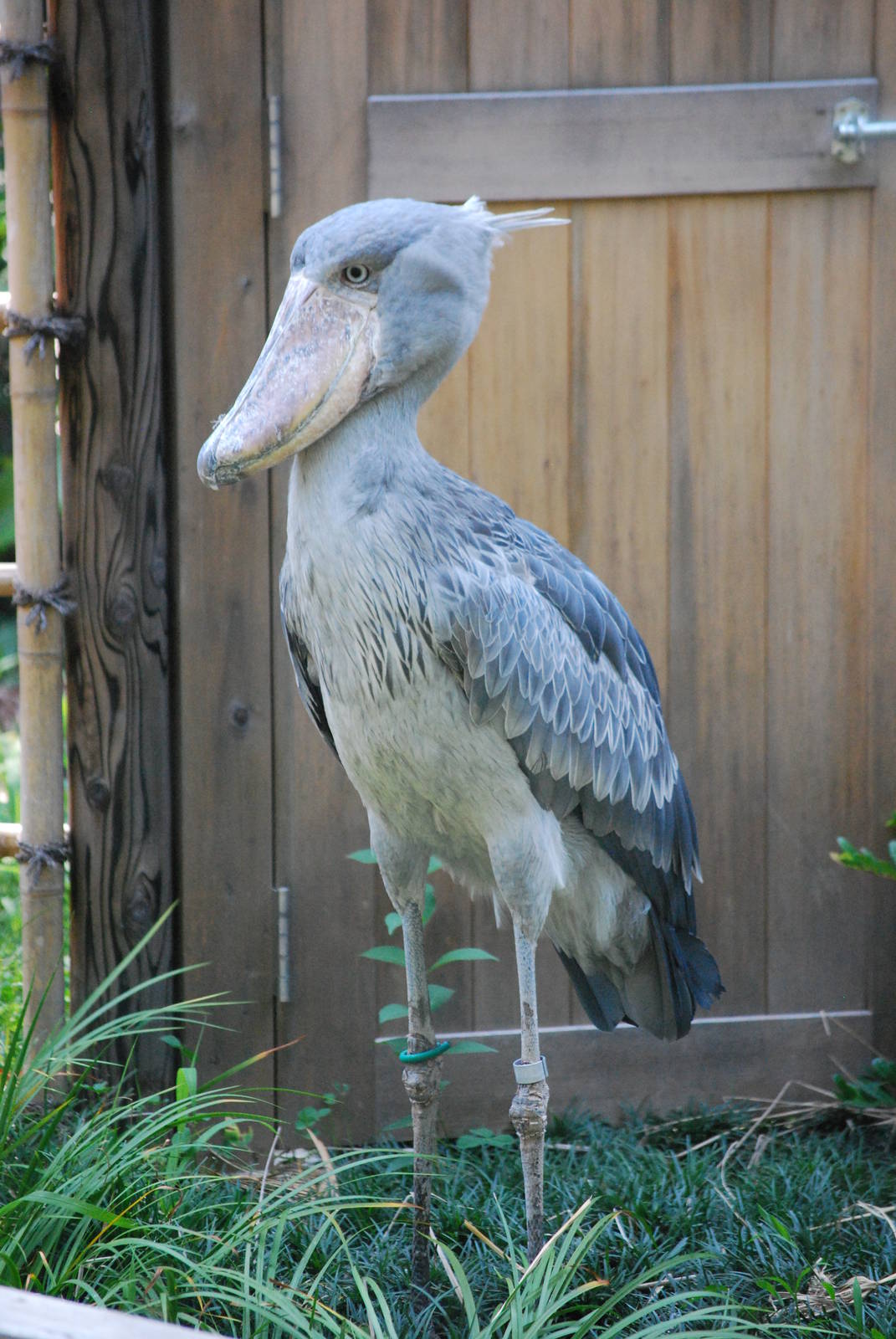 Shoebill (Balaeniceps rex)
