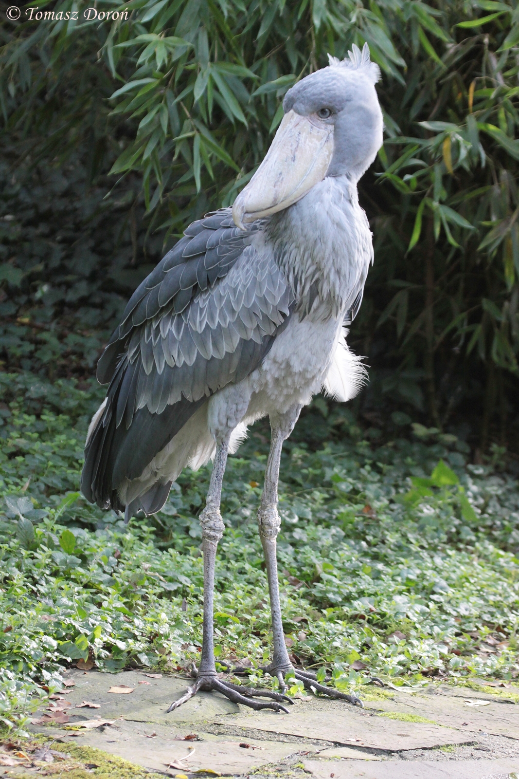 Shoebill (Balaeniceps rex)