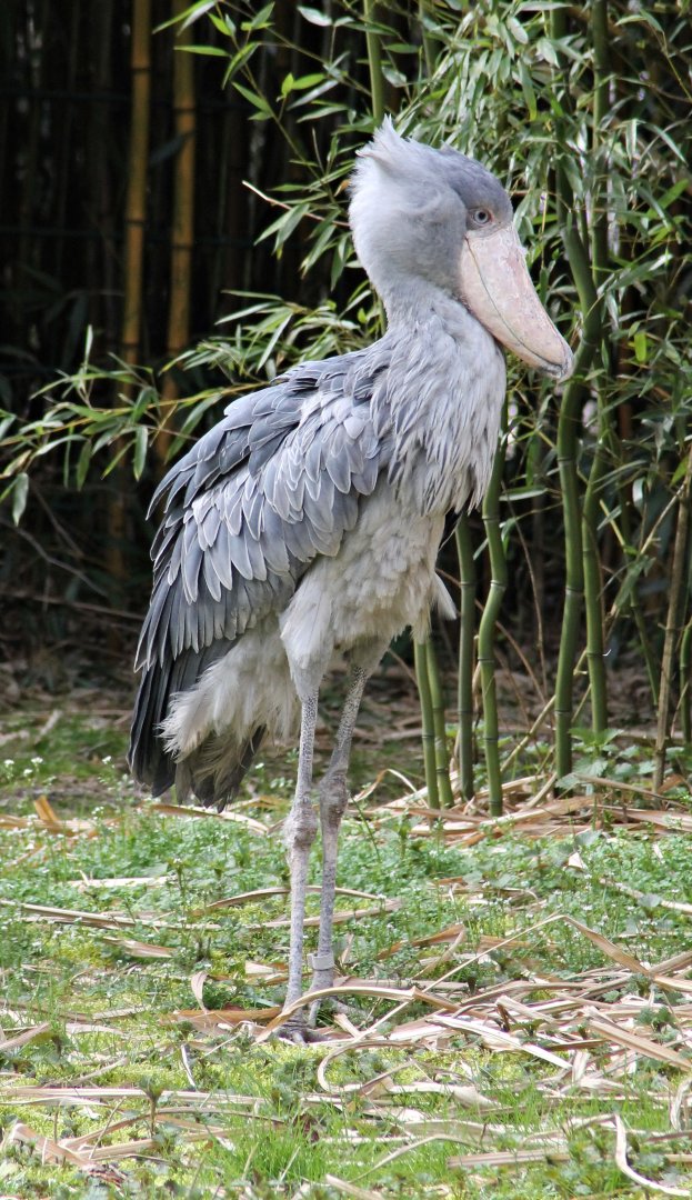 Shoebill (Balaeniceps rex)