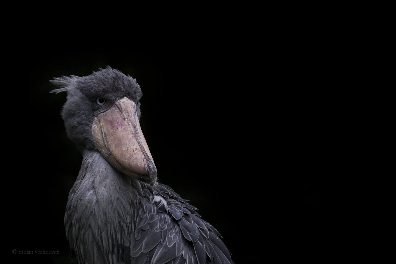 Shoebill (Balaeniceps rex)
