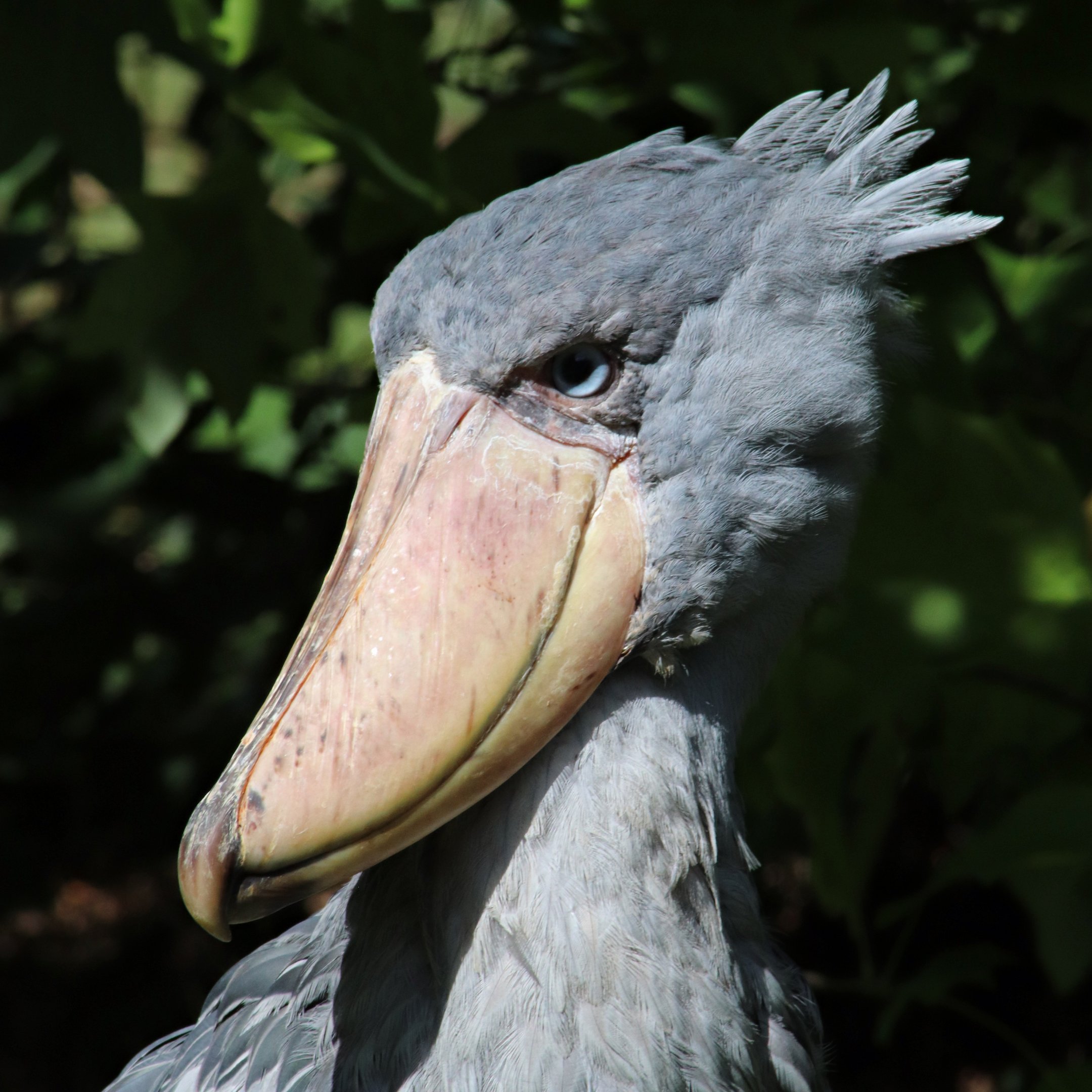 Shoebill (Balaeniceps rex)