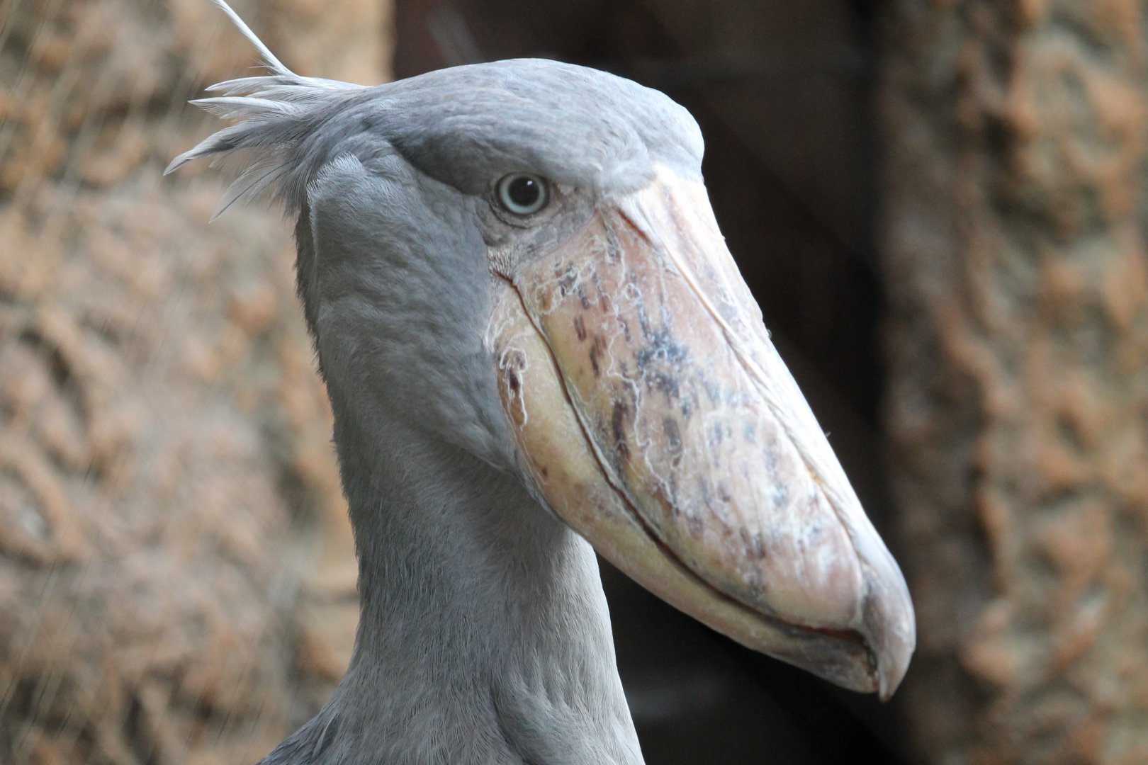 Shoebill (Balaeniceps rex)