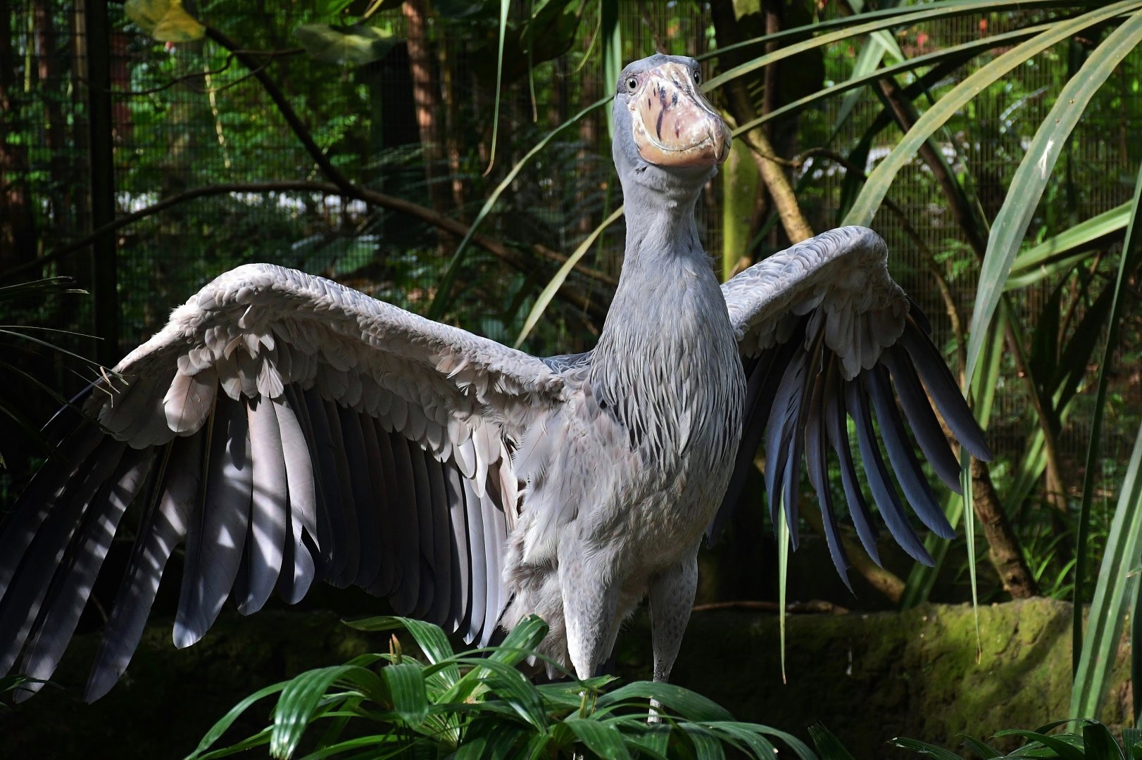 Shoebill (Balaeniceps rex)