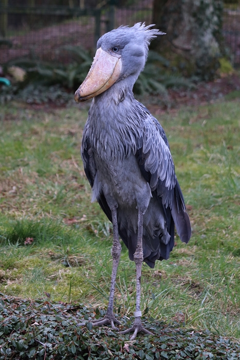 Shoebill (Balaeniceps rex)