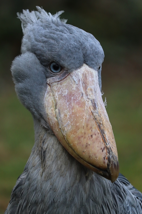 Shoebill (Balaeniceps rex)