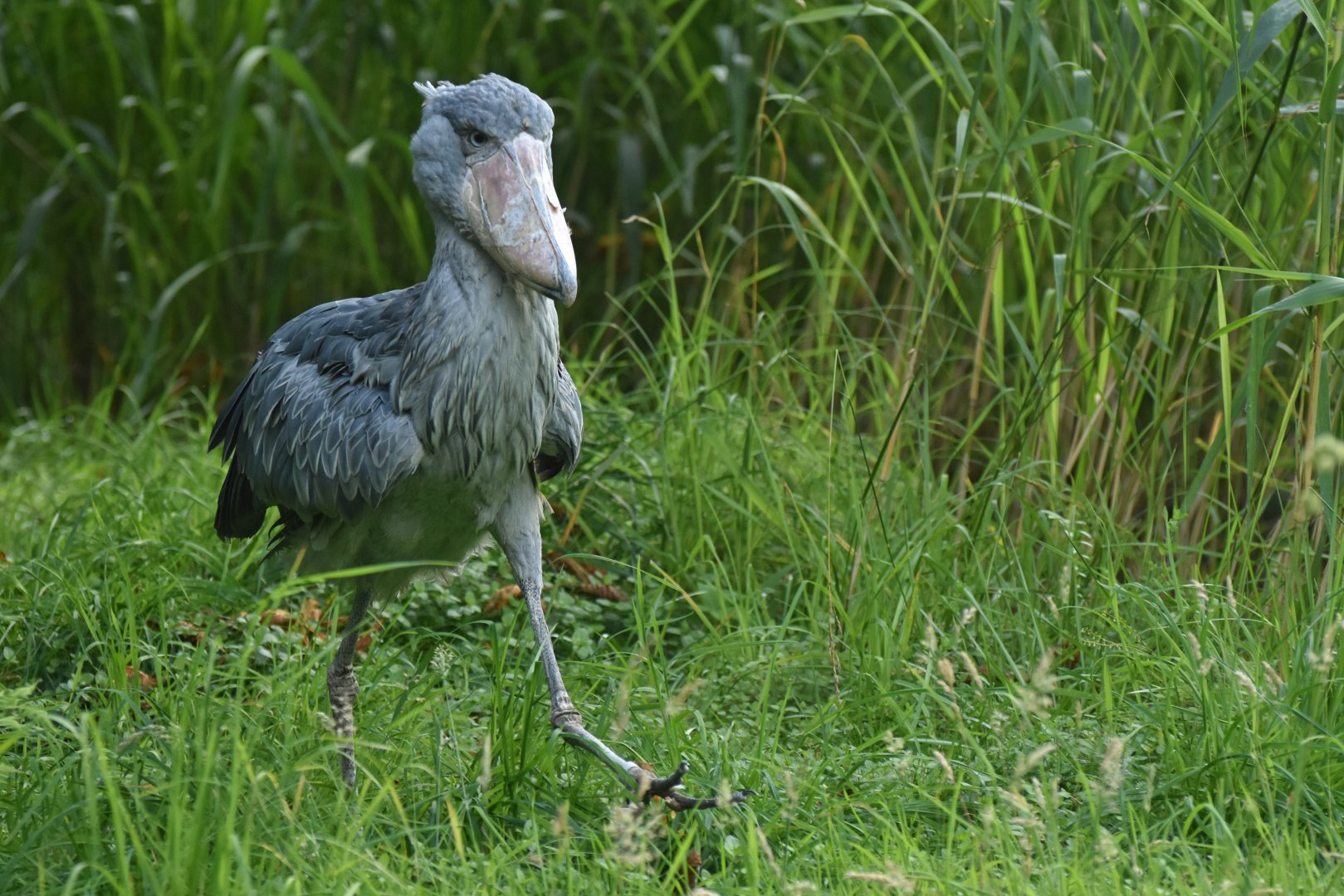 Shoebill Balaeniceps rex