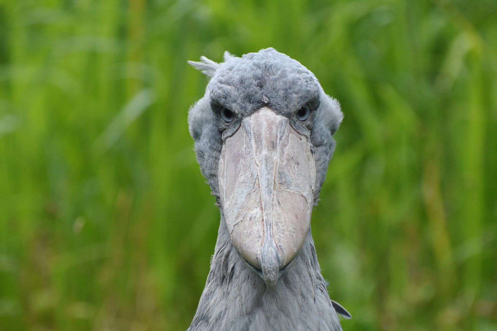 Shoebill Balaeniceps rex