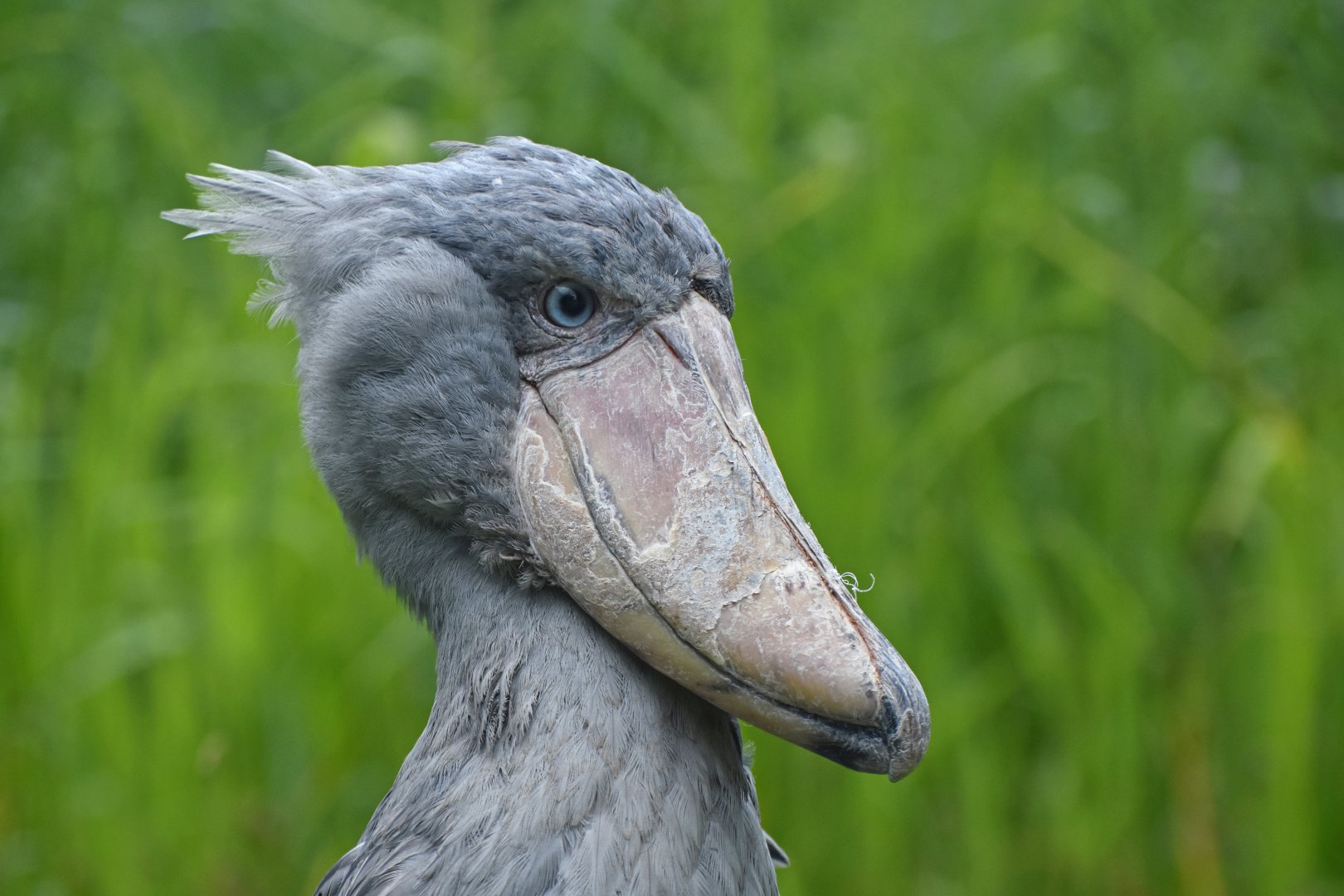 Shoebill Balaeniceps rex
