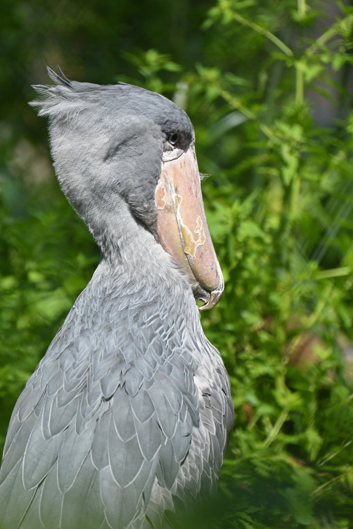 Shoebill Balaeniceps rex