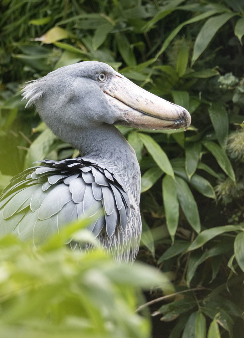 Shoebill (Balaeniceps rex)