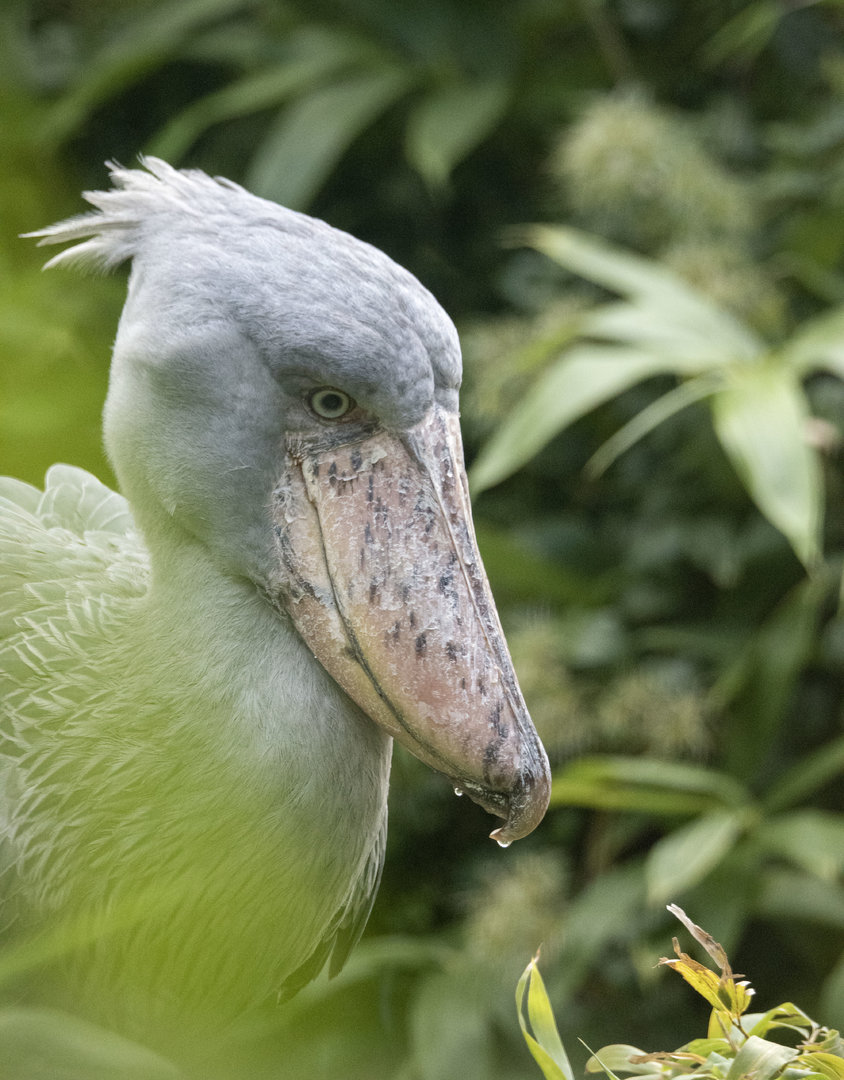Shoebill (Balaeniceps rex)