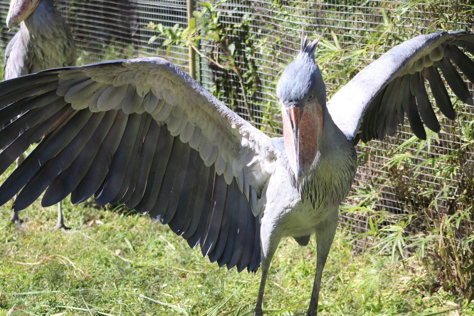 Shoebill (Balaeniceps rex)