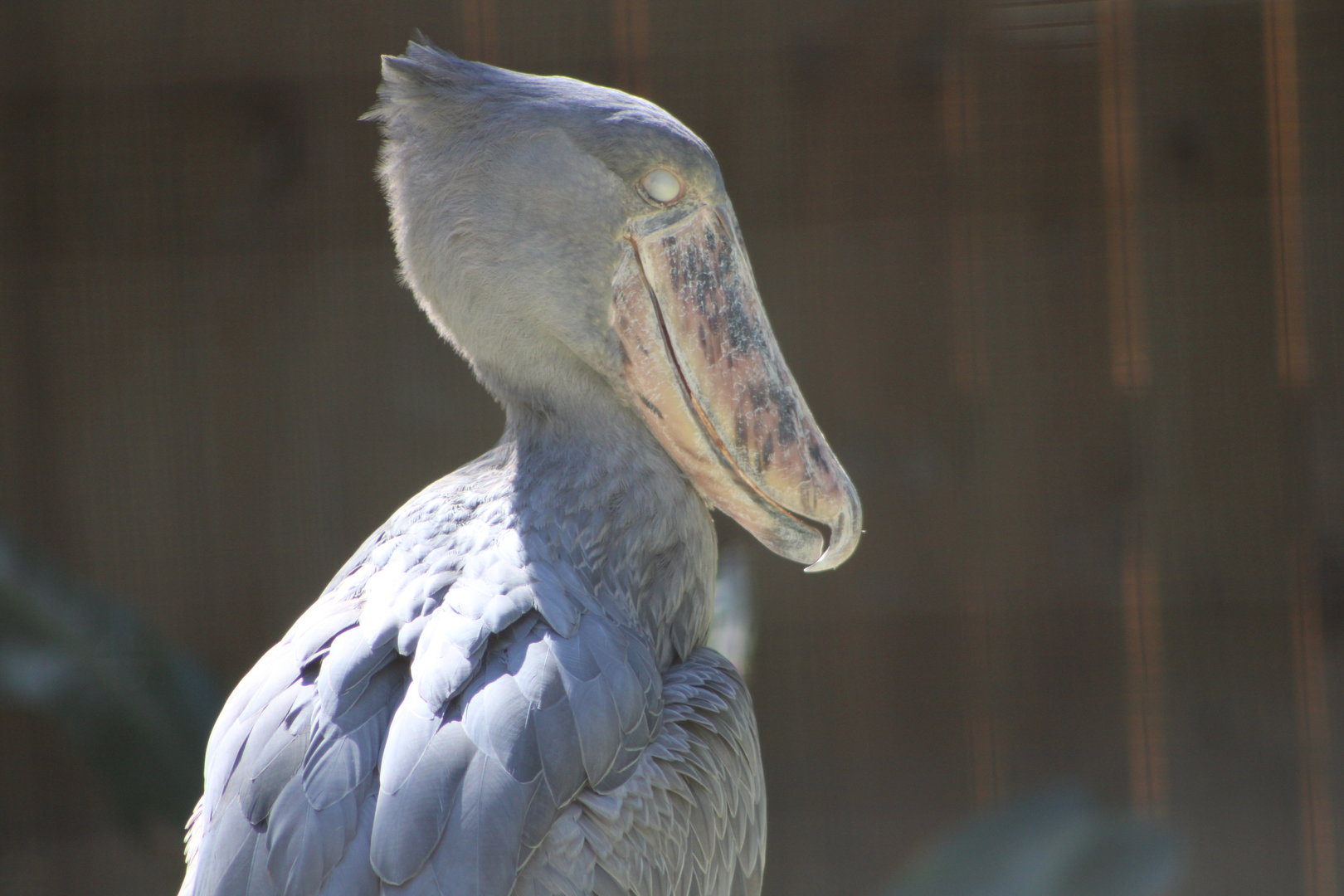Shoebill (Balaeniceps rex)