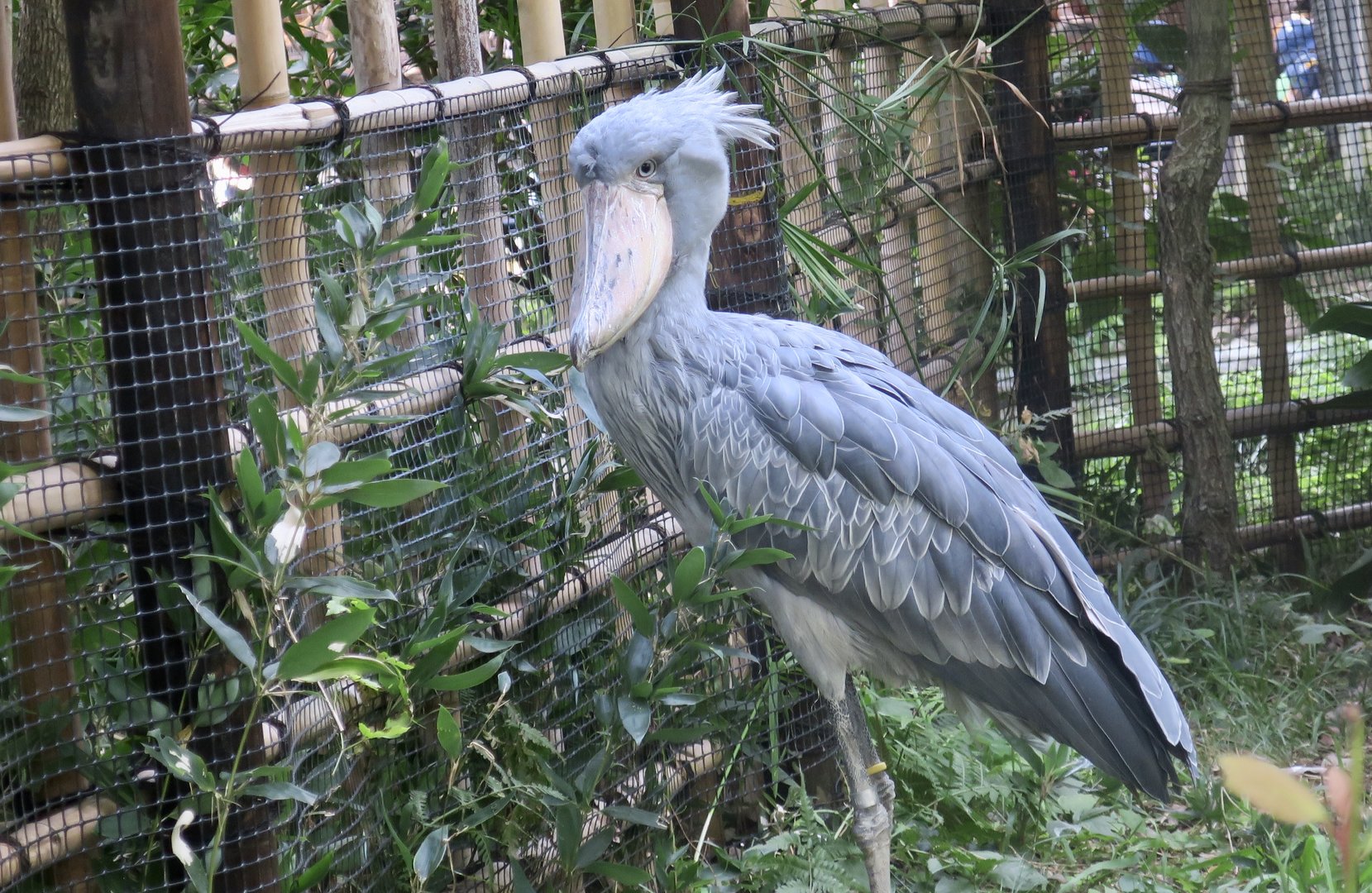Shoebill (Balaeniceps rex)