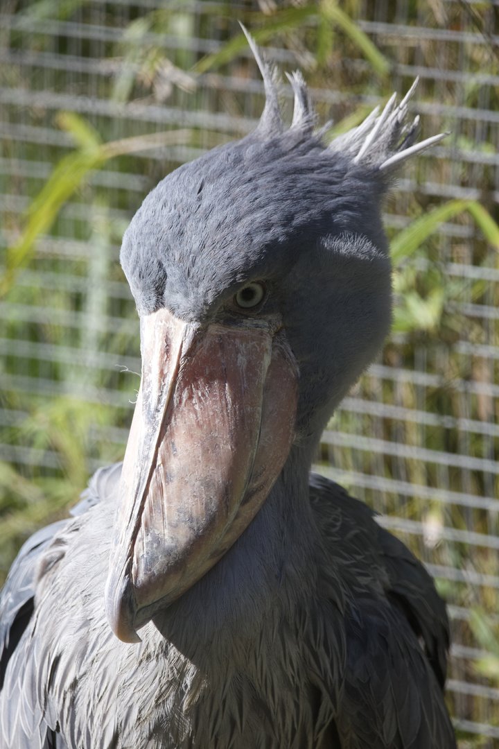 Shoebill/ Balaeniceps rex)