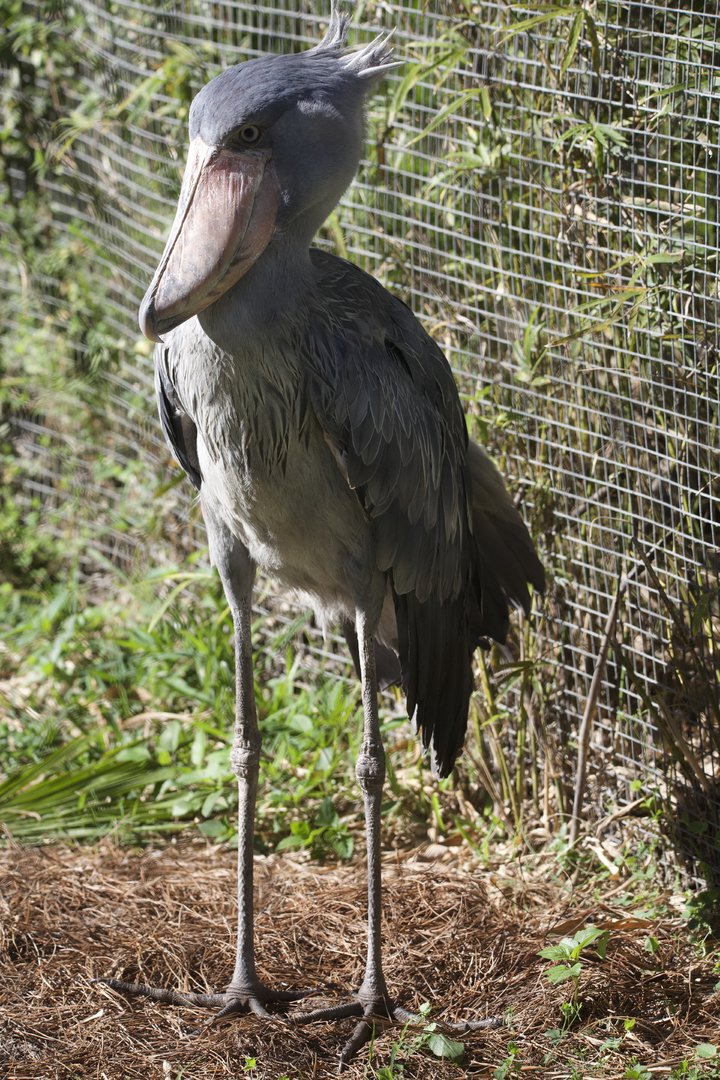 Shoebill/ Balaeniceps rex)