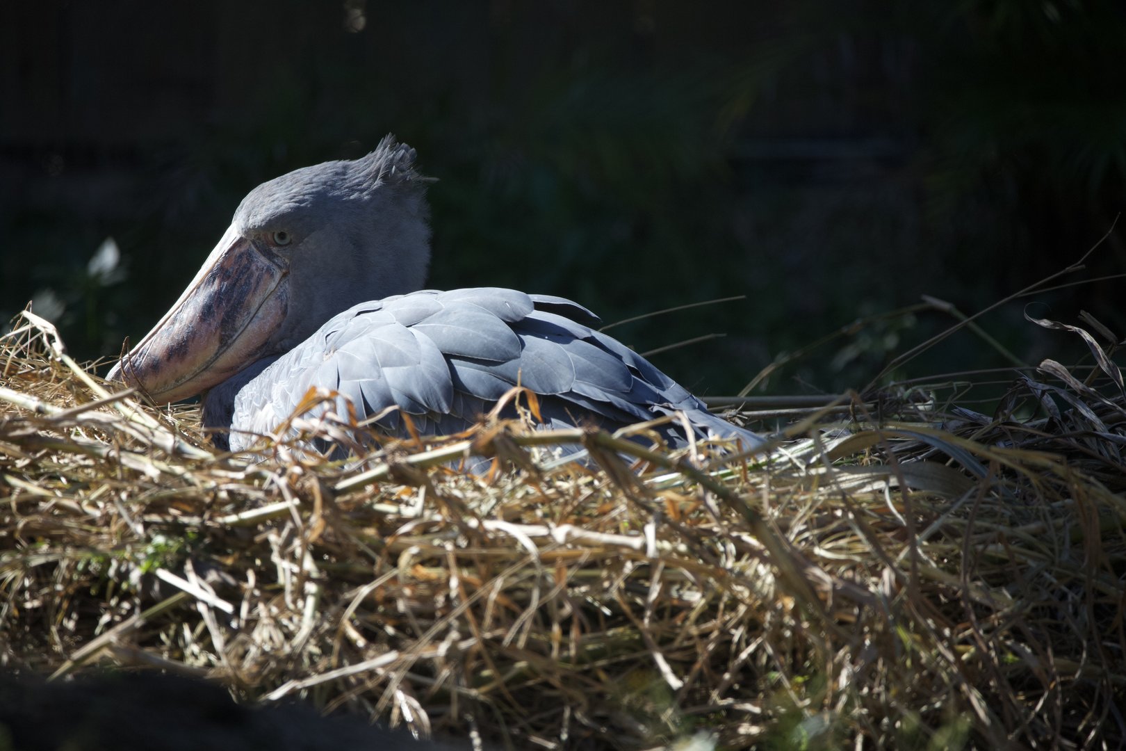 Shoebill/ Balaeniceps rex)