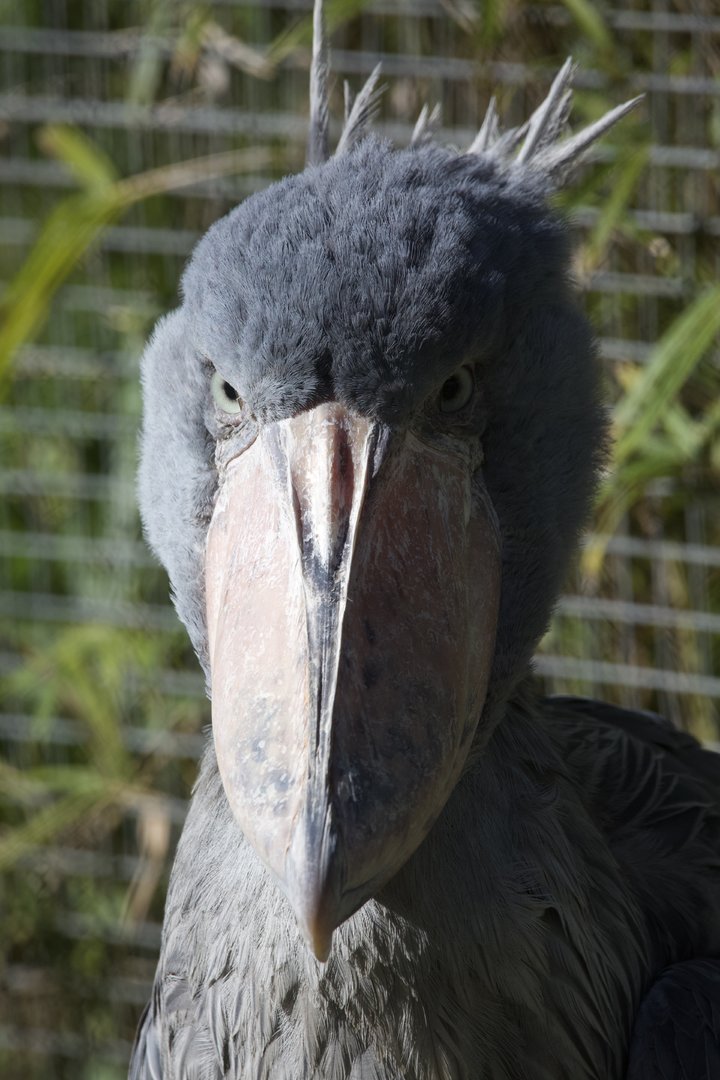 Shoebill/ Balaeniceps rex)