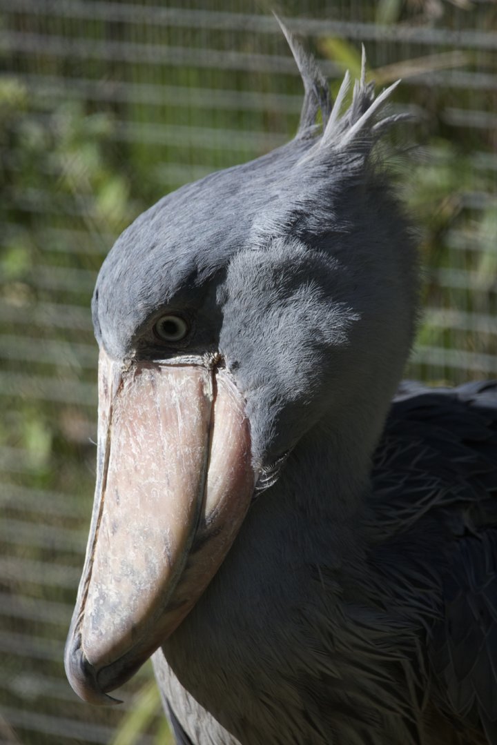Shoebill/ Balaeniceps rex)