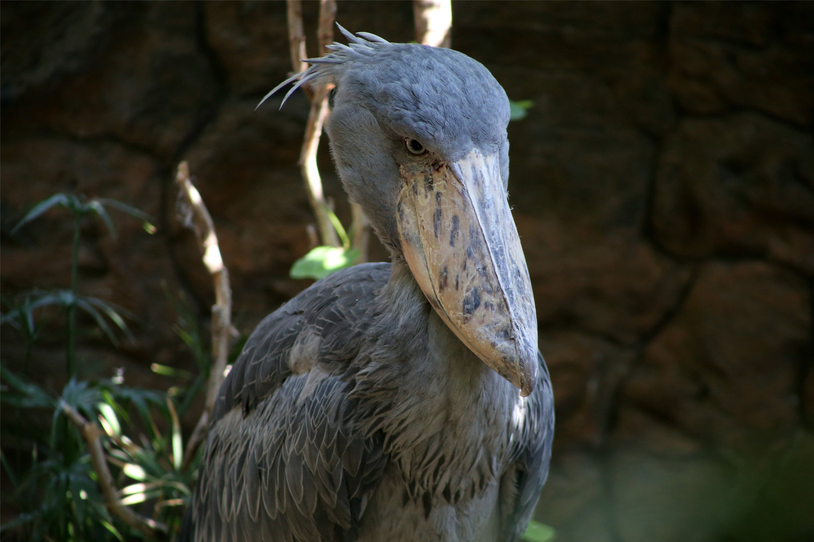 Shoebill (Balaeniceps rex)