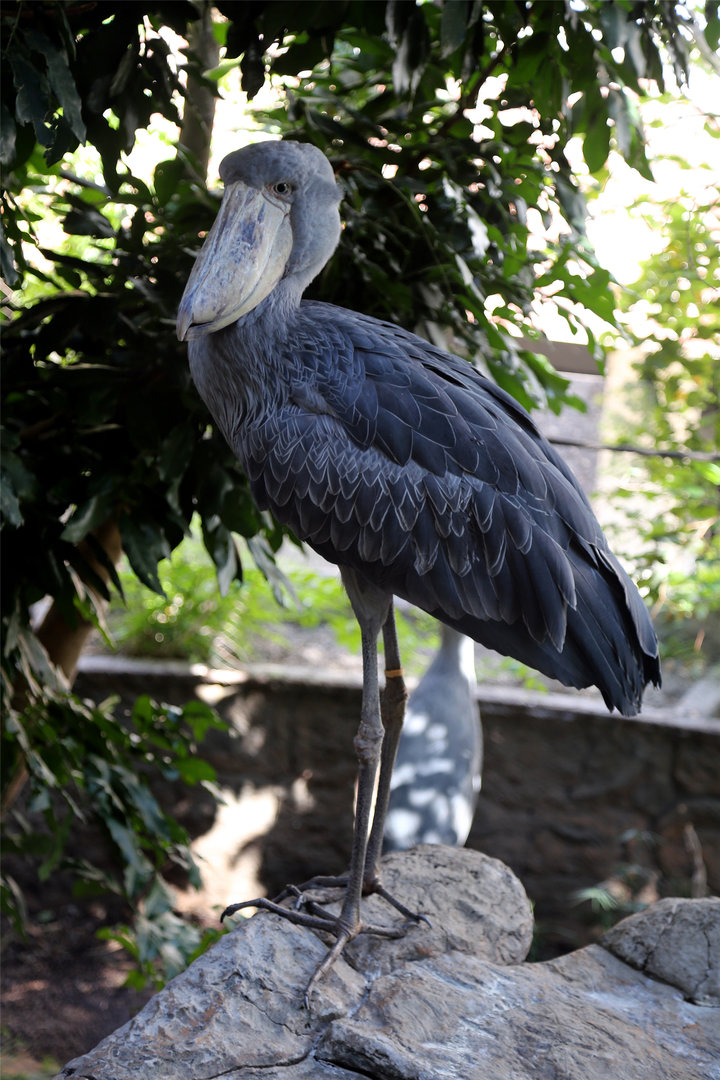 Shoebill (Balaeniceps rex)