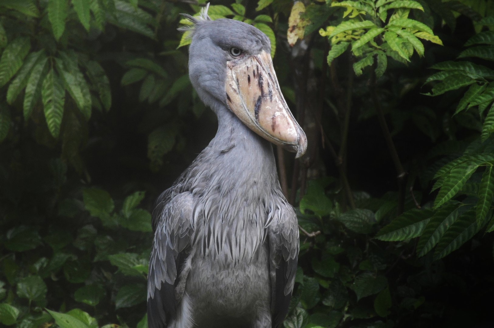 Shoebill (Balaeniceps rex)