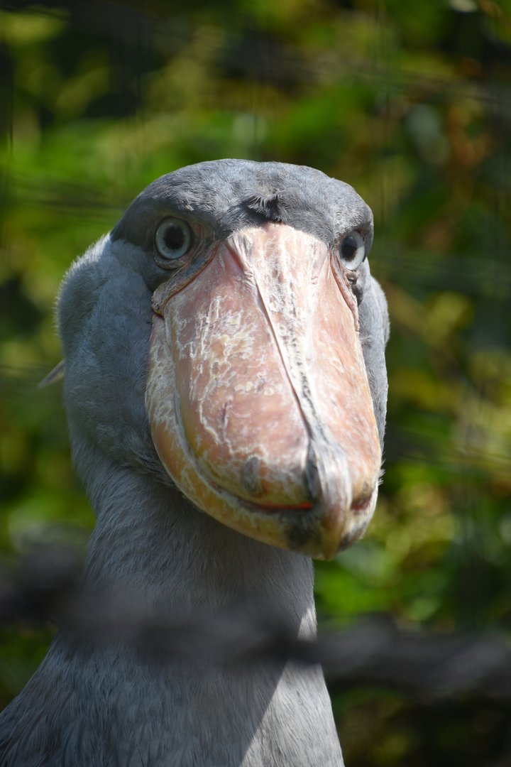 Shoebill (Balaeniceps rex)