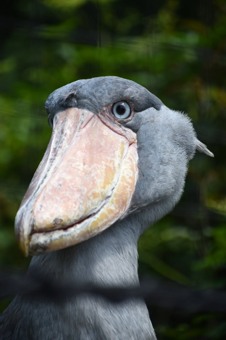 Shoebill (Balaeniceps rex)