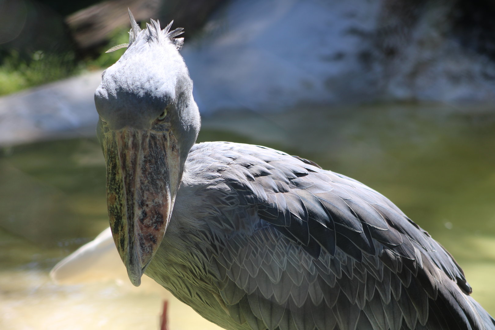 Shoebill (Balaeniceps rex)