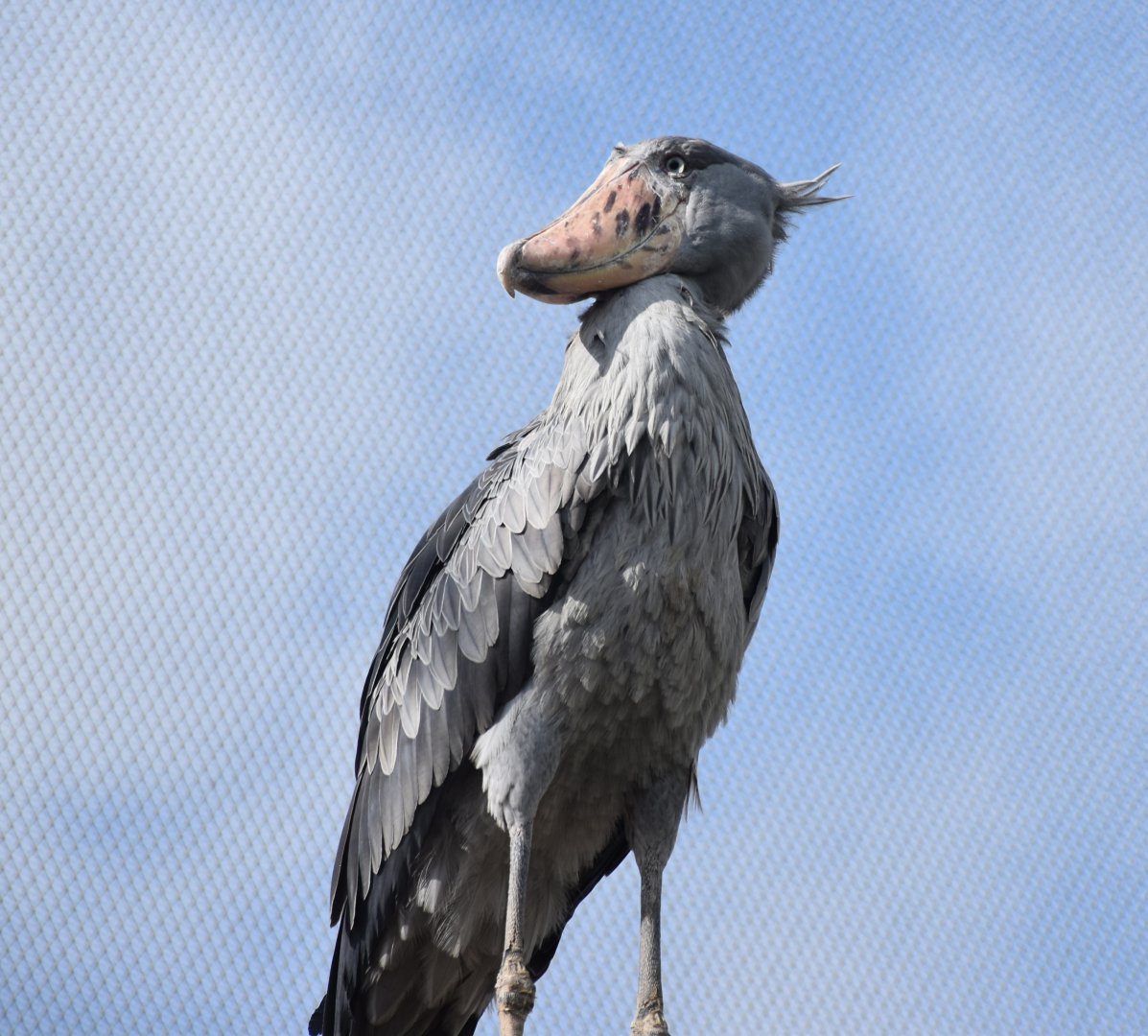 Shoebill (Balaeniceps rex)