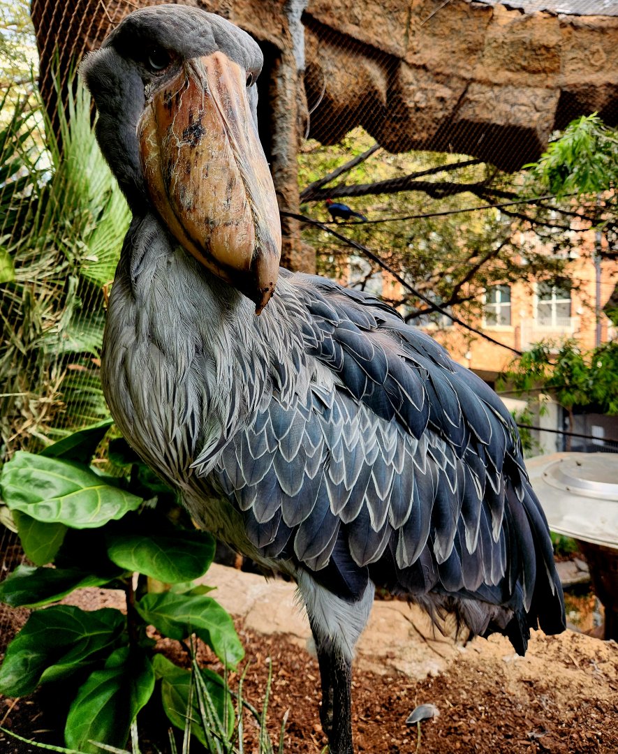Shoebill (Balaeniceps rex)