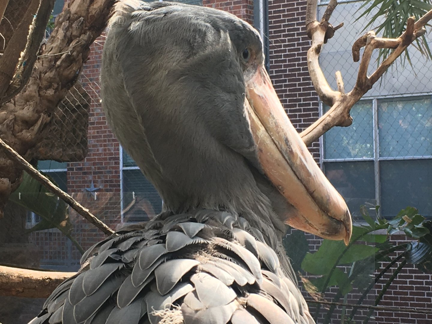 Shoebill (Balaeniceps rex)