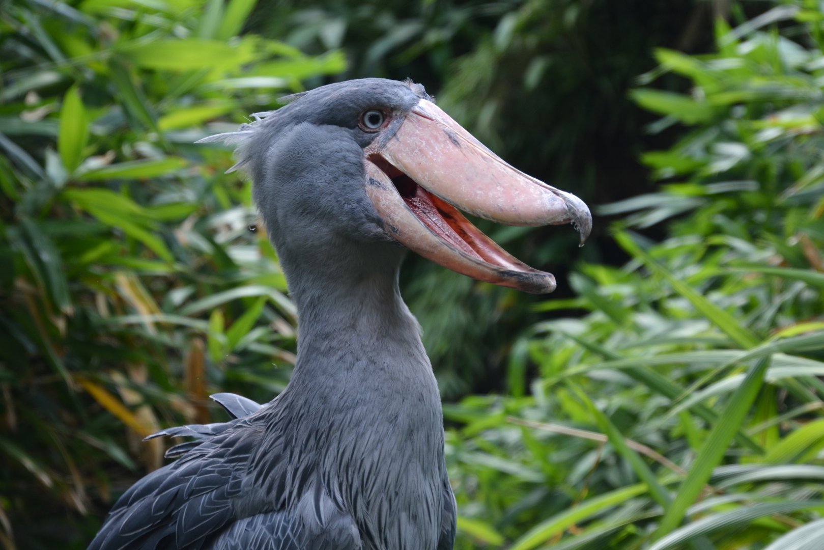 Shoebill (Balaeniceps rex)