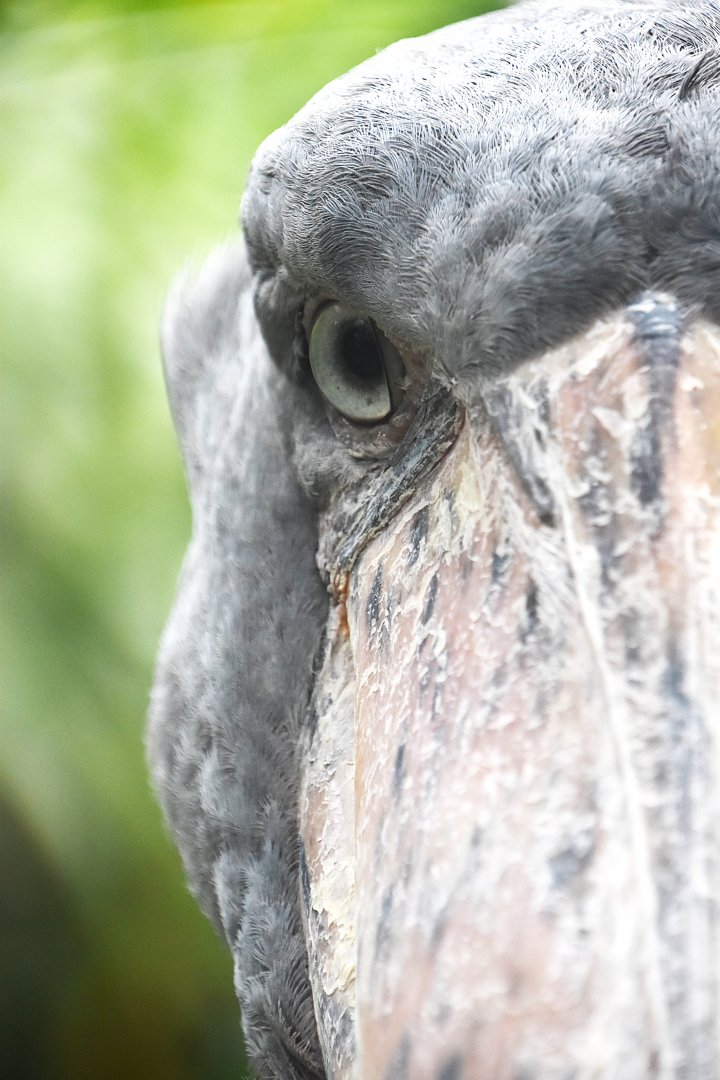 Shoebill, Balaeniceps rex