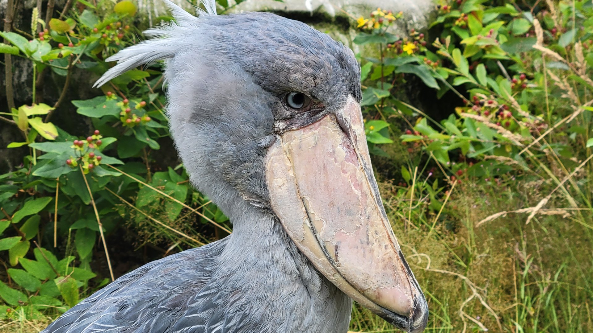 Shoebill (Balaeniceps rex)