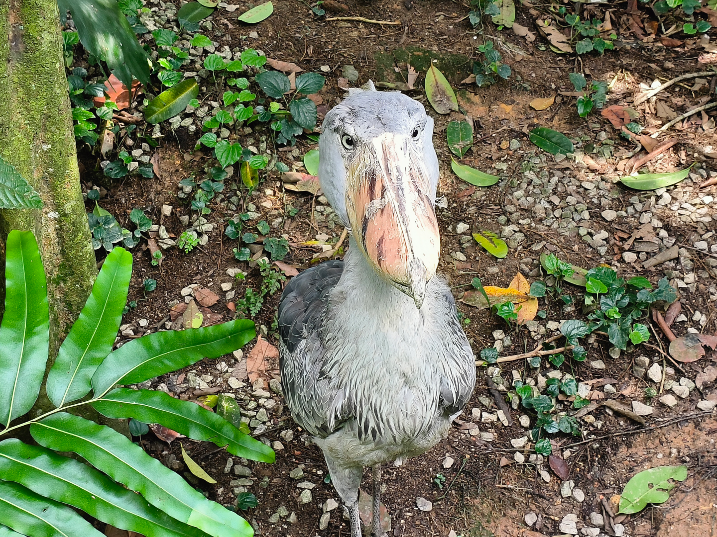 Shoebill (Balaeniceps rex)