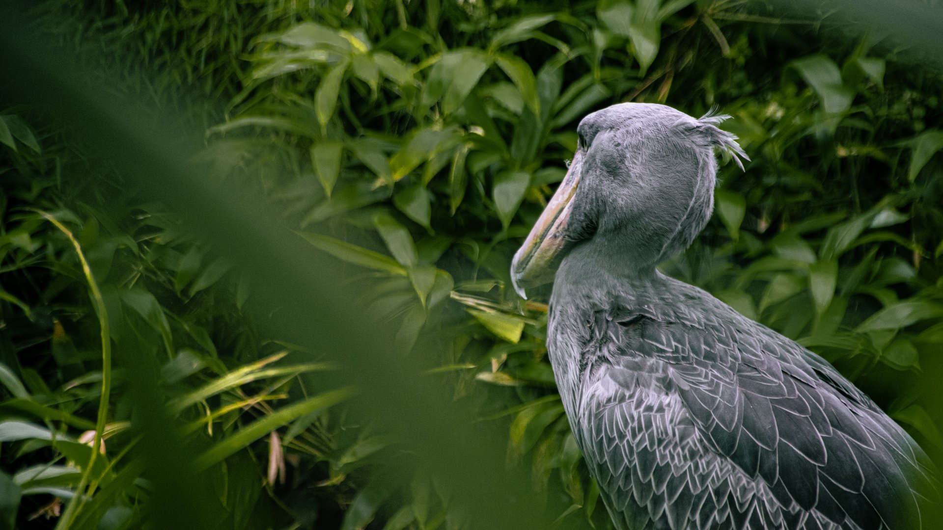 Shoebill (Balaeniceps rex)