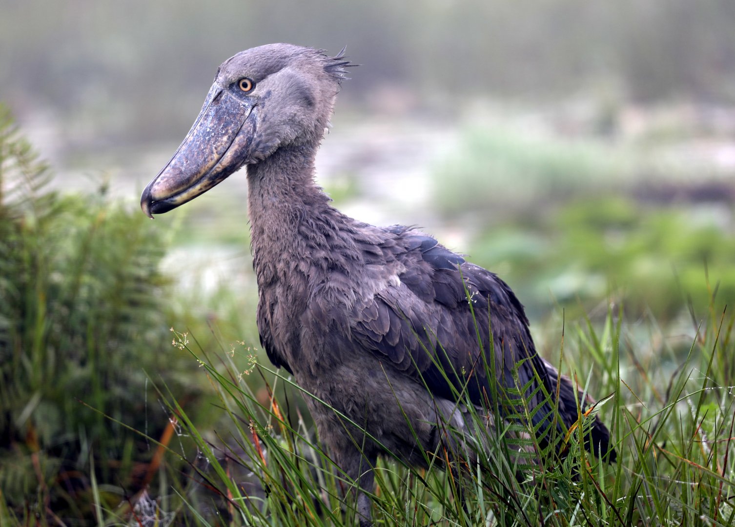 shoebill (Balaeniceps rex)